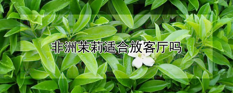 非洲茉莉适合放客厅吗 非洲茉莉适合放客厅吗冬天