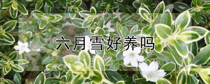 六月雪好养吗 六月雪好养吗什么时候开花