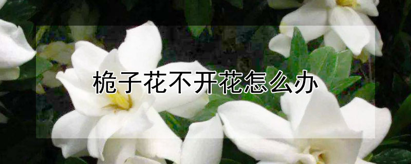 桅子花不开花怎么办（桅子花不开花怎么办呢）