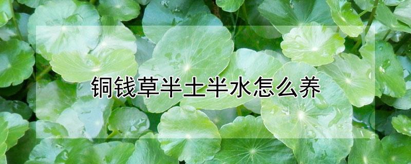 铜钱草半土半水怎么养 铜钱草半土半水养殖还用换水吗?