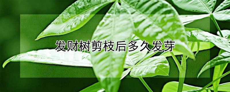 发财树剪枝后多久发芽（发财树剪枝后多久发芽出苗）