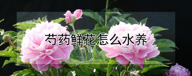 芍药鲜花怎么水养 芍药鲜花水养,花瓶放多少水