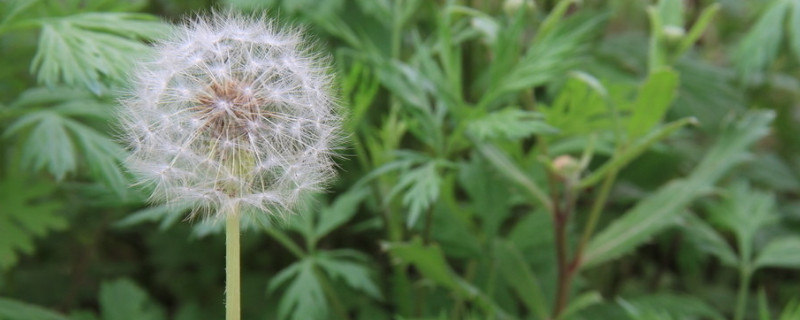 蒲公英一年四季能种吗 蒲公英一年四季能种吗视频