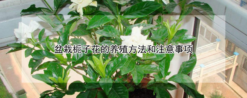 盆栽栀子花的养殖方法和注意事项 盆栽栀子花的养殖方法和注意事项视频