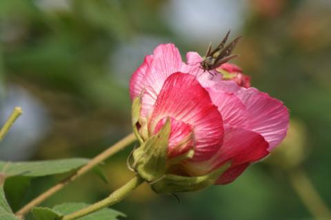 芙蓉花是怎么繁殖的