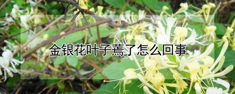 金银花叶子蔫了怎么回事（金银花叶子蔫了怎么办）