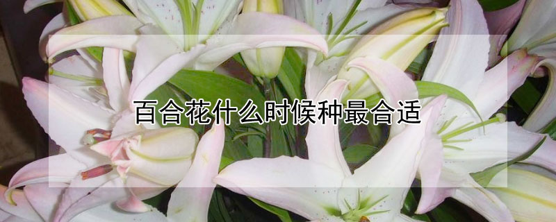 百合花什么时候种最合适 百合花要什么时候种最好