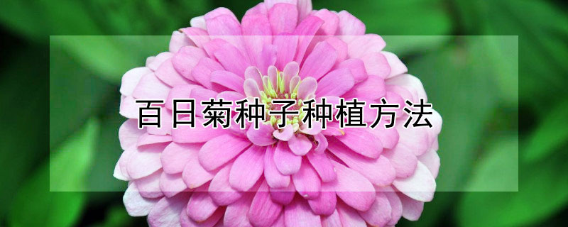 百日菊种子种植方法 百日菊种子种植方法和时间