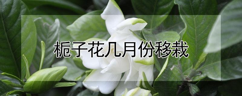 栀子花几月份移栽（栀子花什么时候适合移植）