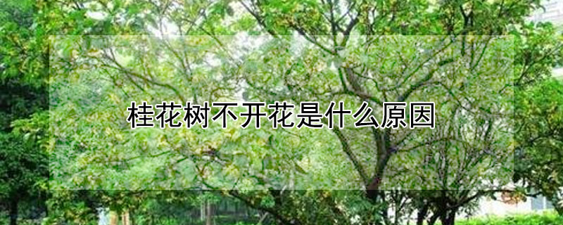 桂花树不开花是什么原因（桂花树不开花是什么原因造成的）