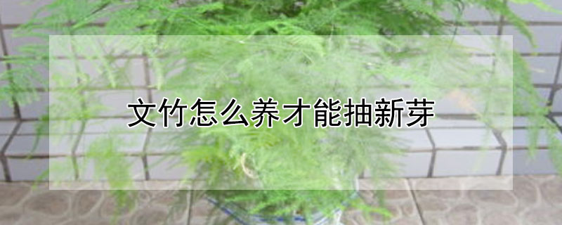 文竹怎么养才能抽新芽（文竹怎么快速抽芽）