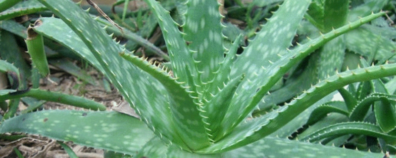 芦荟移盆后马上浇水吗（芦荟移盆后马上浇水吗视频）