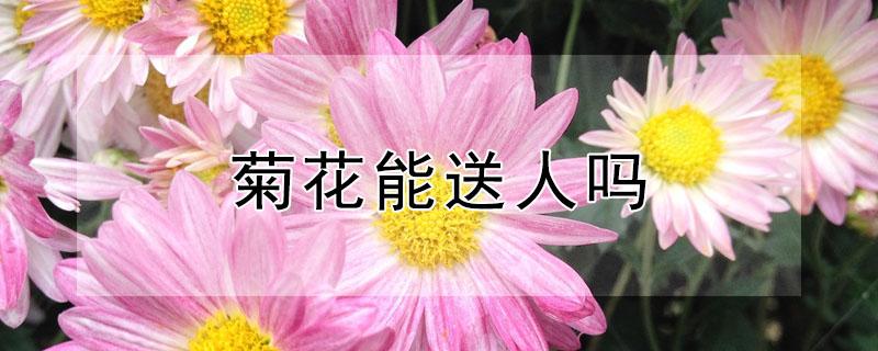 菊花能送人吗（菊花能送人吗风水好吗）