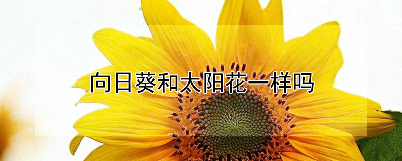 向日葵和太阳花一样吗（向日葵和太阳花一样吗图片）