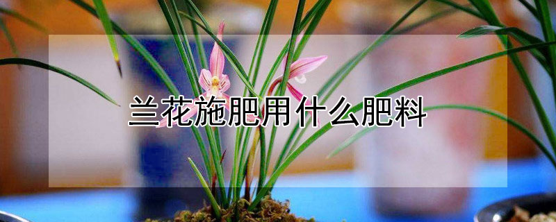 兰花施肥用什么肥料（兰花施肥用什么肥料才开花）