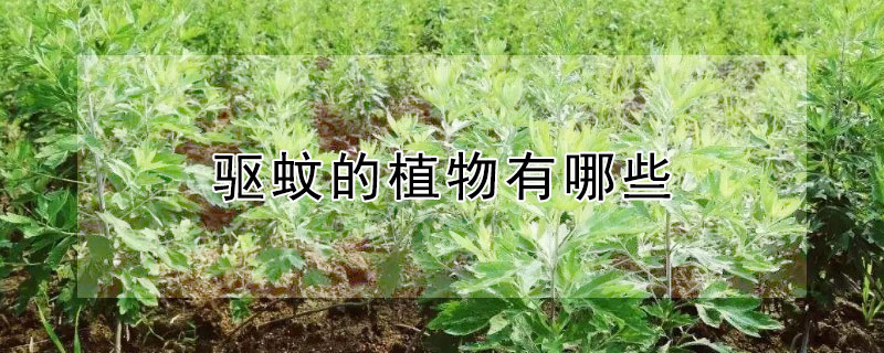 驱蚊的植物有哪些 驱蚊的植物有哪些图片