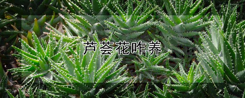 芦荟花咋养（芦荟花养在卧室好吗）