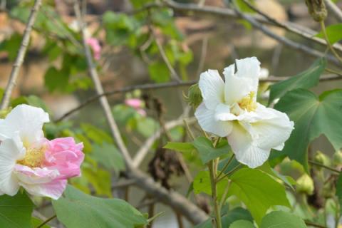 芙蓉花是长在树上的吗