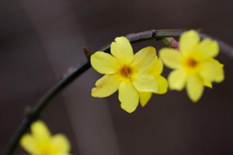 迎春花怎么养开花多