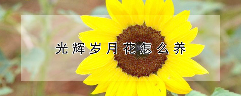 光辉岁月花怎么养 光辉岁月花养护