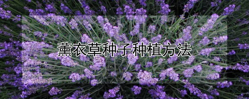 薰衣草种子种植方法（薰衣草种子种植方法和注意事项）