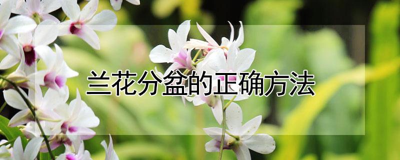 兰花分盆的正确方法（兰花分盆的正确方法视频）