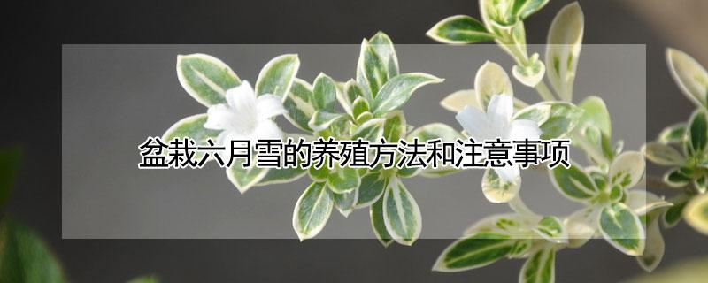 盆栽六月雪的养殖方法和注意事项 六月雪盆栽的功效与作用