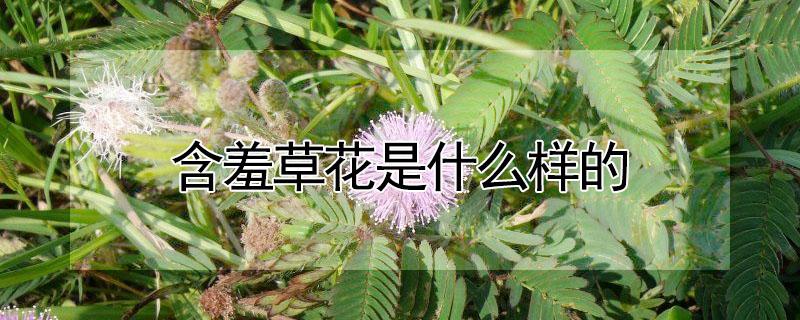 含羞草花是什么样的（含羞草的花是什么样的）