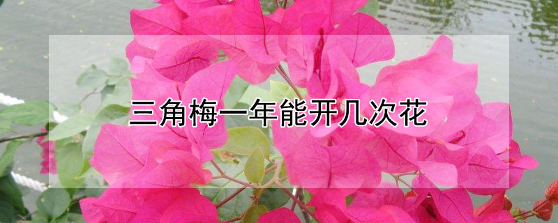 三角梅一年能开几次花（三角梅一年能开几次花期）