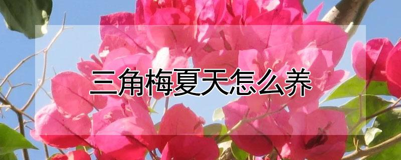 三角梅夏天怎么养（三角梅夏天怎么养好）