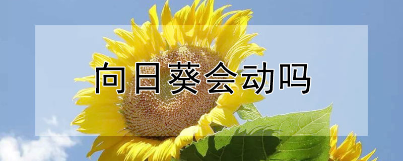 向日葵会动吗（向日葵会猛甩头吗）