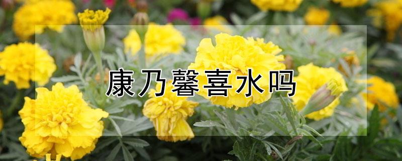 康乃馨喜水吗 盆栽康乃馨喜欢水吗