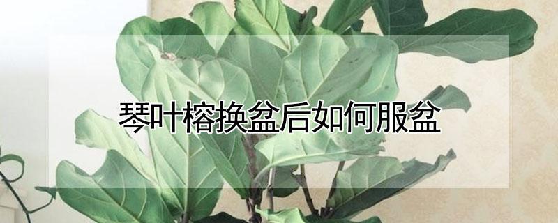 琴叶榕换盆后如何服盆（琴叶榕换叶子吗）