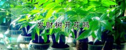 发财树开花吗（发财树开花吗?几年一开花）