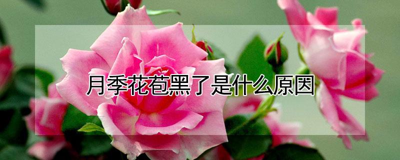 月季花苞黑了是什么原因（月季花苞有黑色斑块）