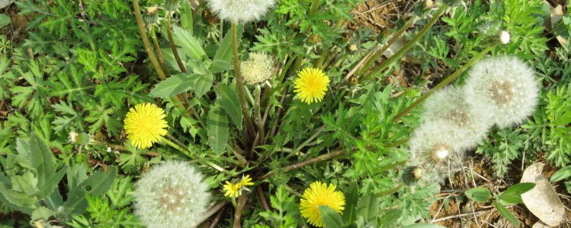 蒲公英几月开花的（蒲公英几月开花?）