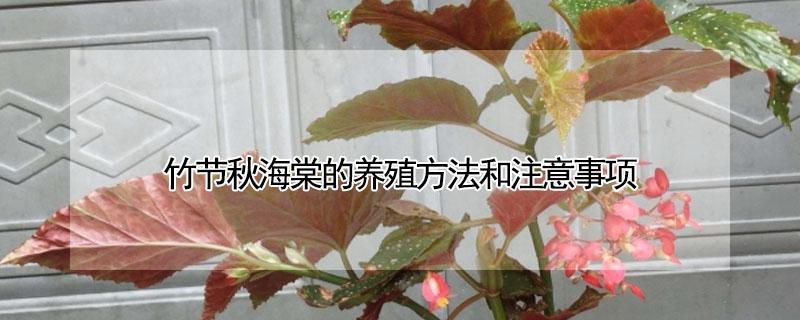 竹节秋海棠的养殖方法和注意事项（竹节秋海棠花的养殖方法）