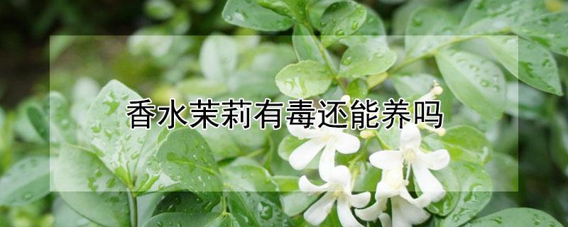 香水茉莉有毒还能养吗（香水茉莉有毒还能养吗图片）