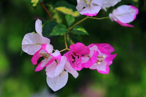 三角梅是什么季节开花