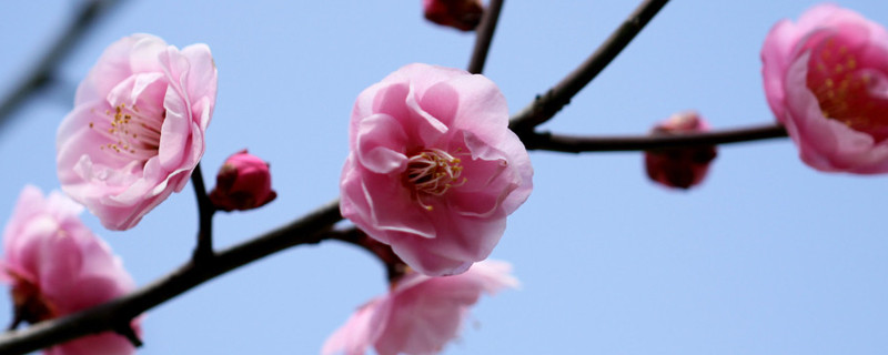 梅花夏天长叶吗 梅花夏天还会发芽吗