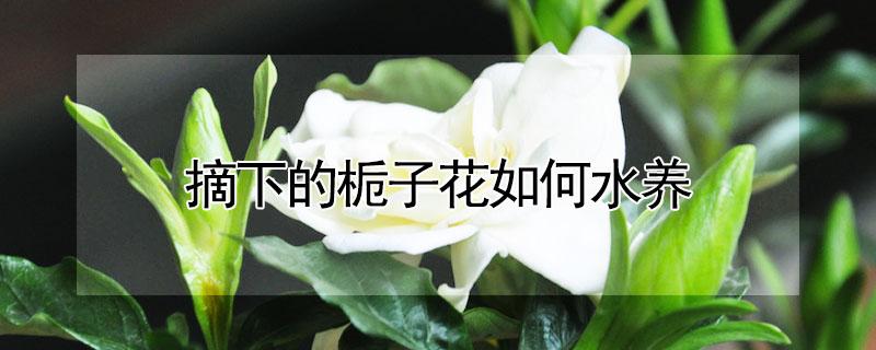 摘下的栀子花如何水养 摘下的栀子花怎么养