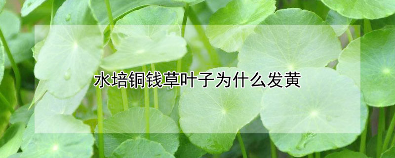 水培铜钱草叶子发黄是什么原因 水培铜钱草叶子黄了怎么办