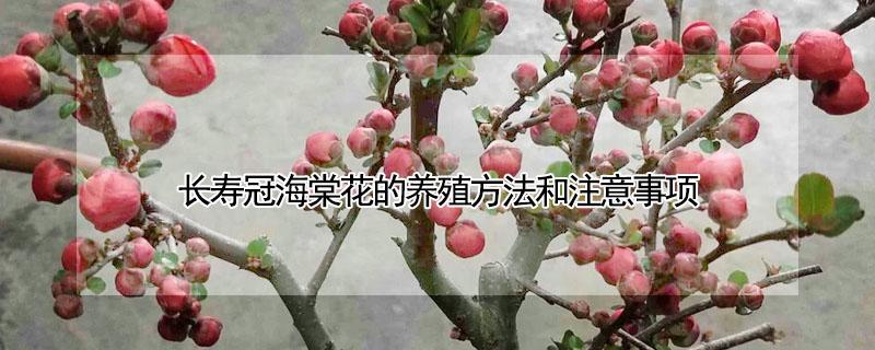 长寿冠海棠花的养殖方法和注意事项 长寿冠海棠花的养殖方法和注意事项花