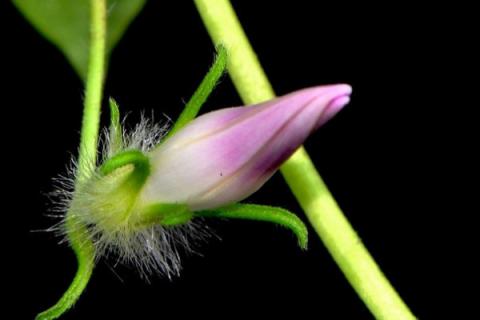 牵牛花枯萎后会有种子吗