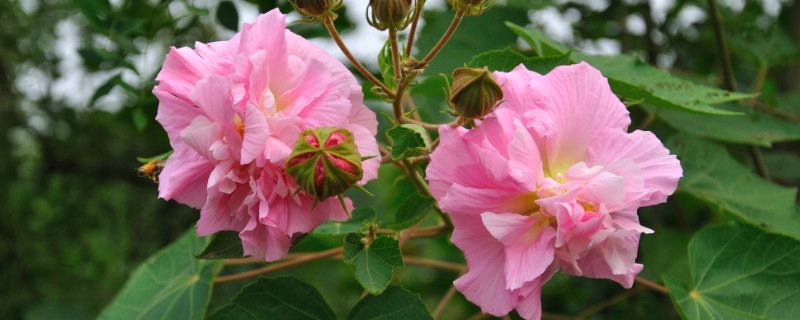 芙蓉花叶子干枯怎么办