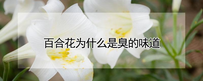 百合花为什么是臭的味道（百合花是香味还是臭味）