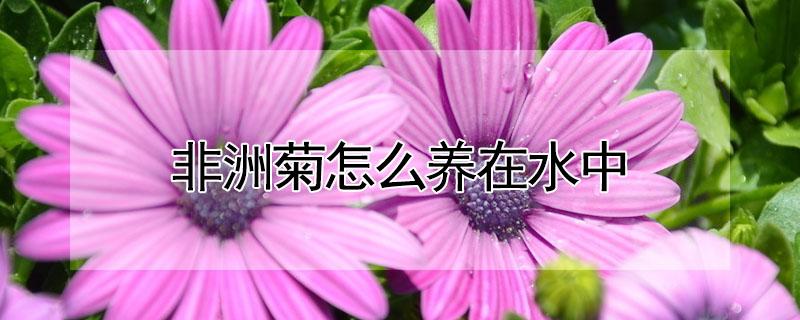 非洲菊怎么养在水中（非洲菊怎么养在水里）