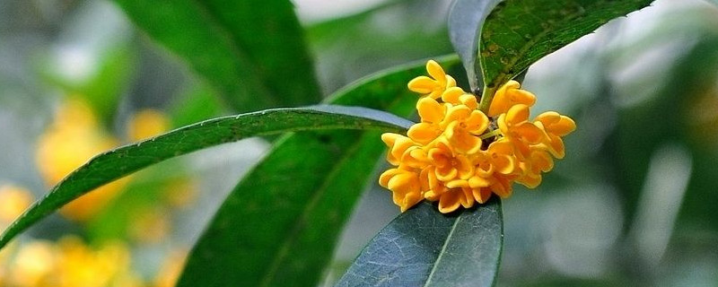 桂花什么季节开花（桂花什么季节开花时间）