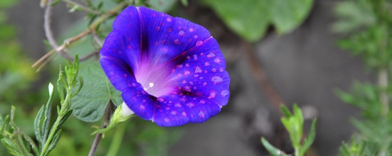 牵牛花枯萎后会有种子吗（牵牛花枯萎后会有种子吗）