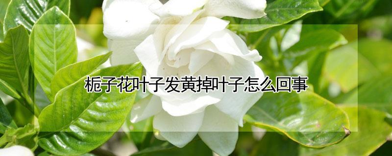 栀子花叶子发黄掉叶子怎么回事（栀子花叶子发黄掉叶子怎么回事啊）